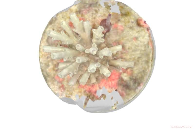 Innovative Dental Scanners Accelerate Coral Growth Monitoring