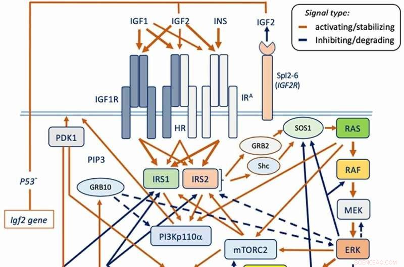 IGF s Central Role in Cancer and Proliferative Diseases: Insights from a Molecular Medicine Review