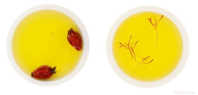 Revolutionary Method Converts Gardenia jasminoides into Saffron’s Active Ingredient