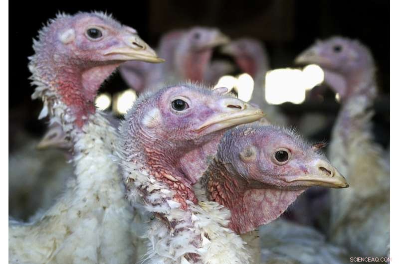 Midwest Bird Flu Resurgence Surprises Authorities
