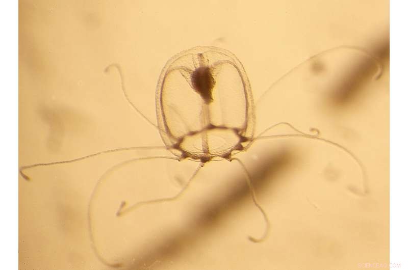 Scientists Uncover Genetic Secrets Behind the Immortal Jellyfish s Endless Life