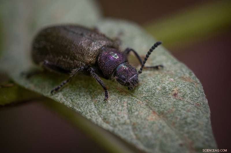 How Beetles Use Specialized Back Pockets to Safeguard Bacterial Symbionts Through Metamorphosis