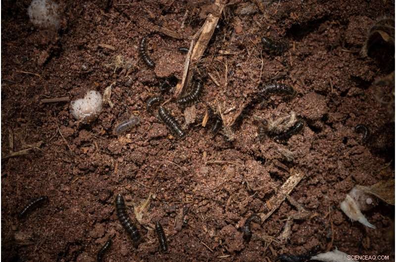 How Beetles Use Specialized Back Pockets to Safeguard Bacterial Symbionts Through Metamorphosis