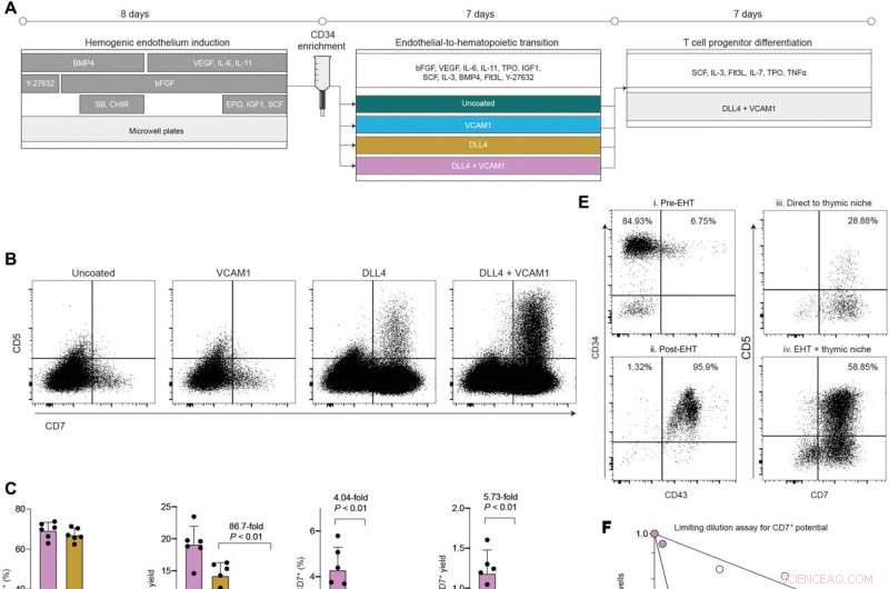 Accelerated Production of Human Immune Cells via DLL4/VCAM1-Enhanced Hematopoietic Stem Cell Differentiation
