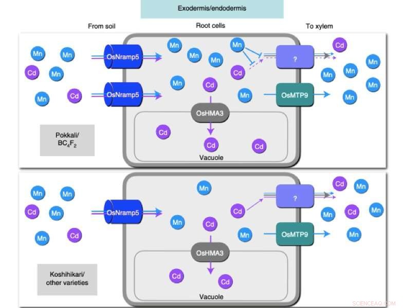 Genetically Preventing Cadmium Accumulation in Rice: A Sustainable Approach
