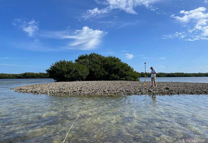 Researchers Warn: Florida’s Climate Change Threatens Oyster Reefs