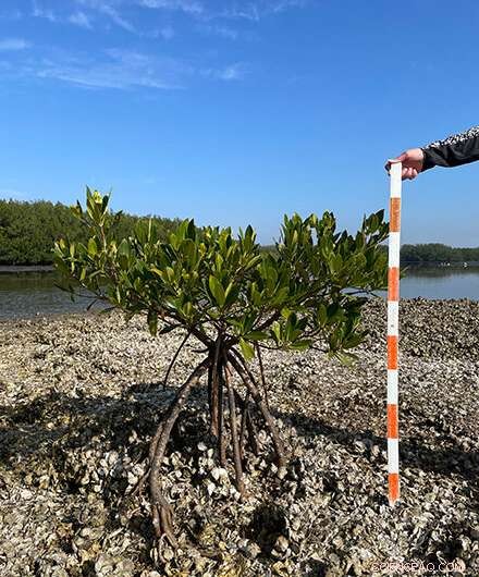 Researchers Warn: Florida’s Climate Change Threatens Oyster Reefs
