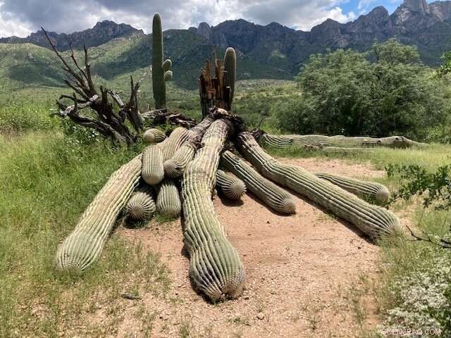 Historic 200‑Year‑Old Saguaro Cactus Falls During Heavy Rainfall at Arizona s Catalina State Park
