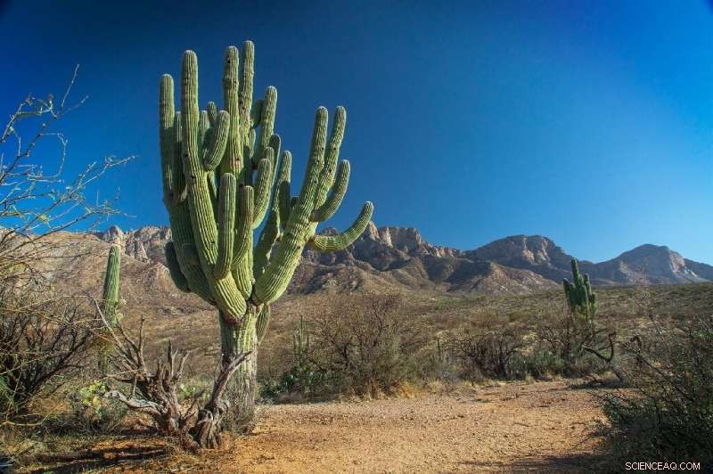 Historic 200‑Year‑Old Saguaro Cactus Falls During Heavy Rainfall at Arizona s Catalina State Park
