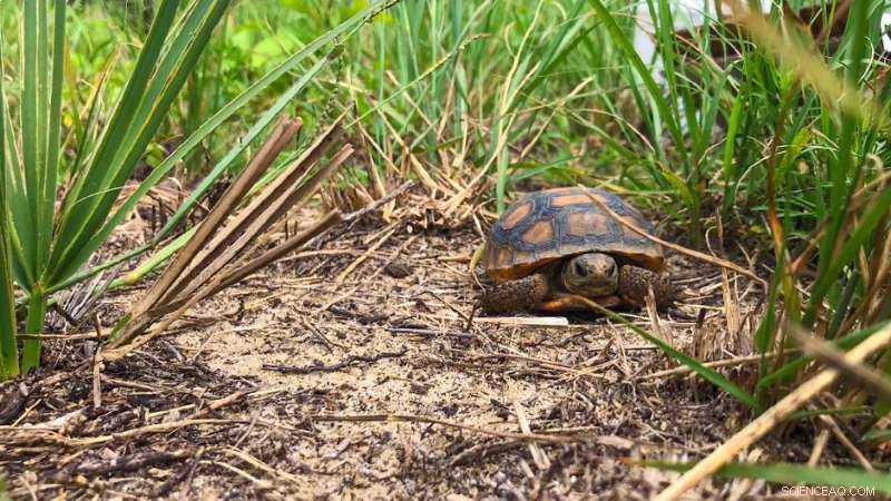 New Research Uncovers Critical Role of Gopher Tortoises in Florida Ecosystems