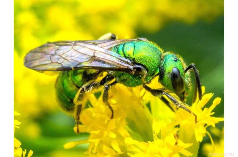 One-Third of Pennsylvania s Wild Bee Species Are Declining, New Study Finds