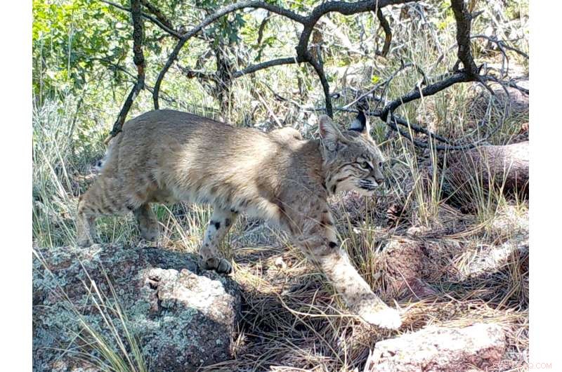 Human Activity Shapes Bobcat Behavior More Than Environment