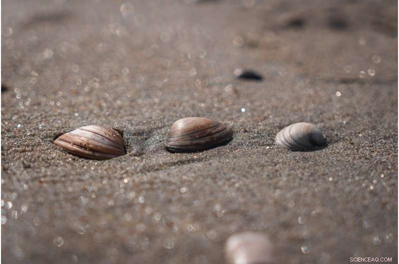 Scientists Restore Hard Clam Population and Improve Water Quality in Shinnecock Bay