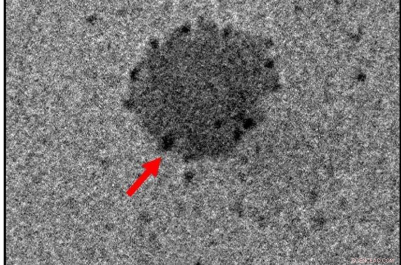 Innovative Artificial Protein Shell Designed to Fight COVID‑19