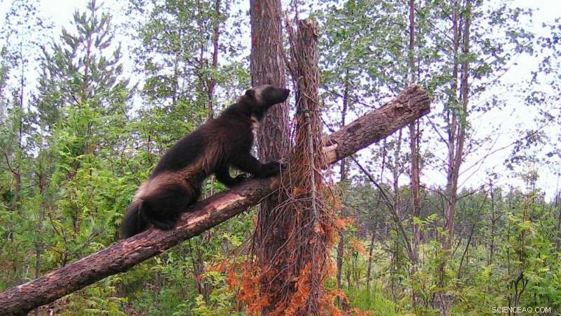 Linking Fennoscandian Wolverine Populations is Key to Conservation Success