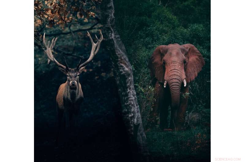 Exploring Wildlife Hunting Motivations: Contrasting Trends in Africa and Europe