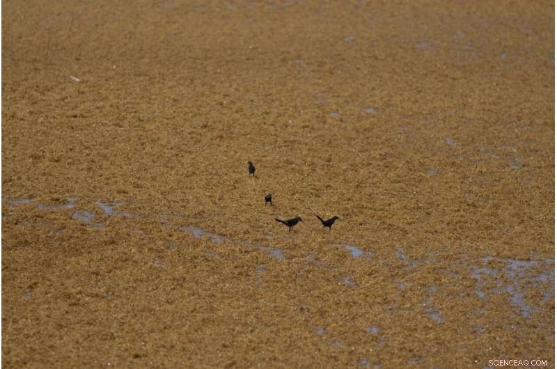 Mountains of Seaweed Blanketing Mexico s Caribbean Coast Threaten Tourism and Health