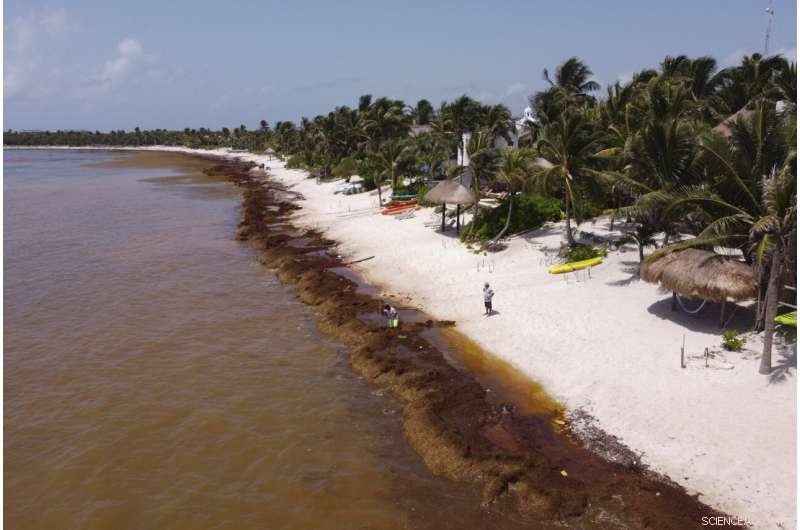 Mountains of Seaweed Blanketing Mexico s Caribbean Coast Threaten Tourism and Health
