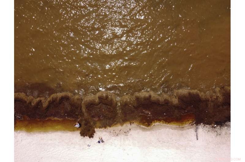 Mountains of Seaweed Blanketing Mexico s Caribbean Coast Threaten Tourism and Health