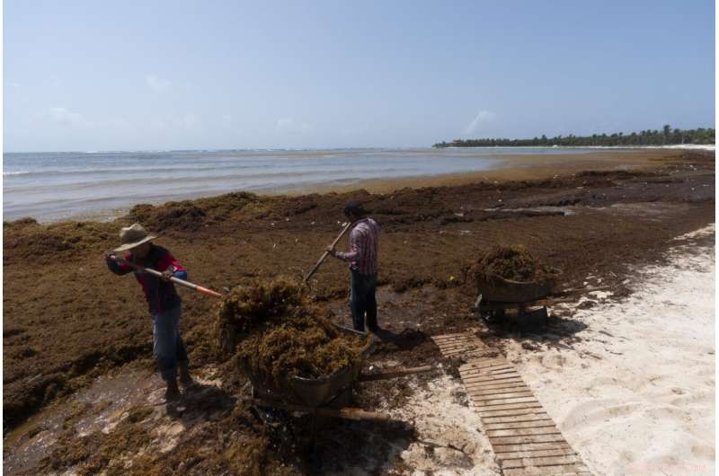 Mountains of Seaweed Blanketing Mexico s Caribbean Coast Threaten Tourism and Health