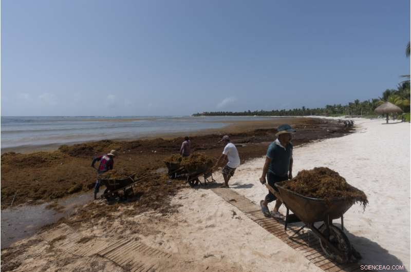 Mountains of Seaweed Blanketing Mexico s Caribbean Coast Threaten Tourism and Health