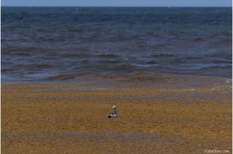 Mountains of Seaweed Blanketing Mexico s Caribbean Coast Threaten Tourism and Health