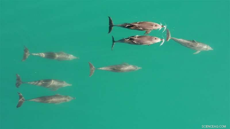 Bottlenose Dolphins Create Largest Known Multi‑Level Alliance Network Beyond Humans, New Study Reveals