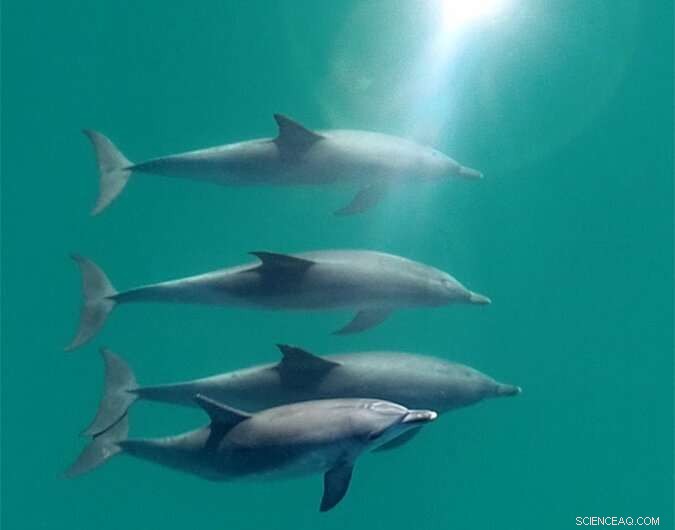 Bottlenose Dolphins Create Largest Known Multi‑Level Alliance Network Beyond Humans, New Study Reveals