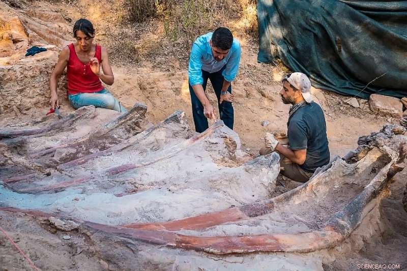 Portugal Uncovers Massive Dinosaur Skeleton – Possibly Europe s Largest Sauropod