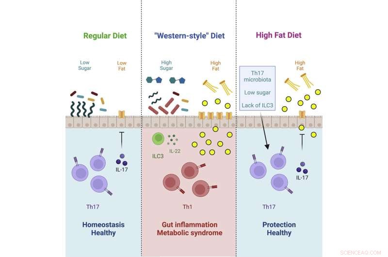Dietary Sugar Alters Gut Microbiome, Removing Protective Barrier Against Obesity and Diabetes