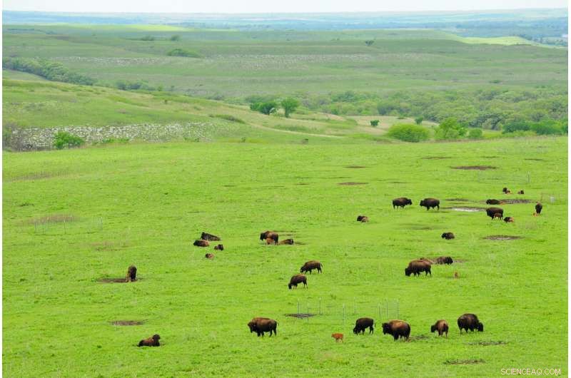 Study Shows Reintroducing Bison to Grasslands Doubles Plant Diversity and Boosts Drought Resilience