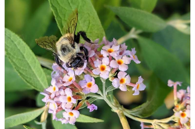 New Study Shows Climate Change Triggers Earlier Bumblebee Emergence, Endangering Species and Pollination