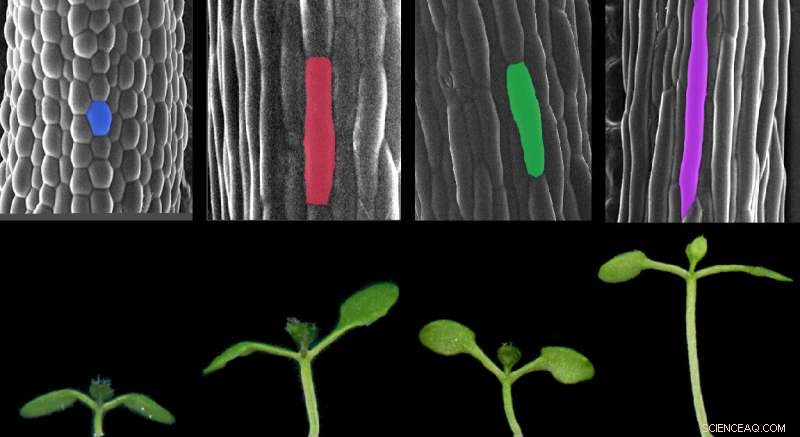 How Light and Temperature Synergistically Drive Plant Growth