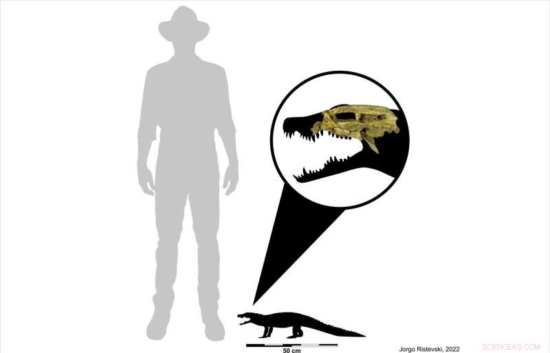 Exploring the Skull of Australia s Smallest Fossil Croc: New Insights into Trilophosuchus rackhami