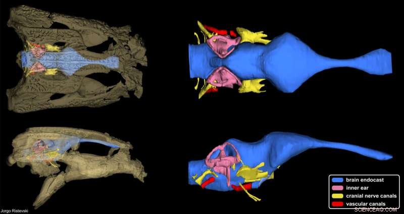 Exploring the Skull of Australia s Smallest Fossil Croc: New Insights into Trilophosuchus rackhami