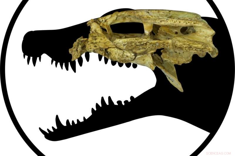 Exploring the Skull of Australia s Smallest Fossil Croc: New Insights into Trilophosuchus rackhami