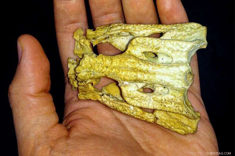 Exploring the Skull of Australia s Smallest Fossil Croc: New Insights into Trilophosuchus rackhami