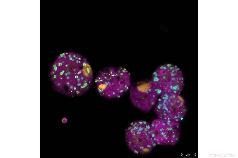 Bacteria Confer Immunity to Amoebae Against Giant Viruses