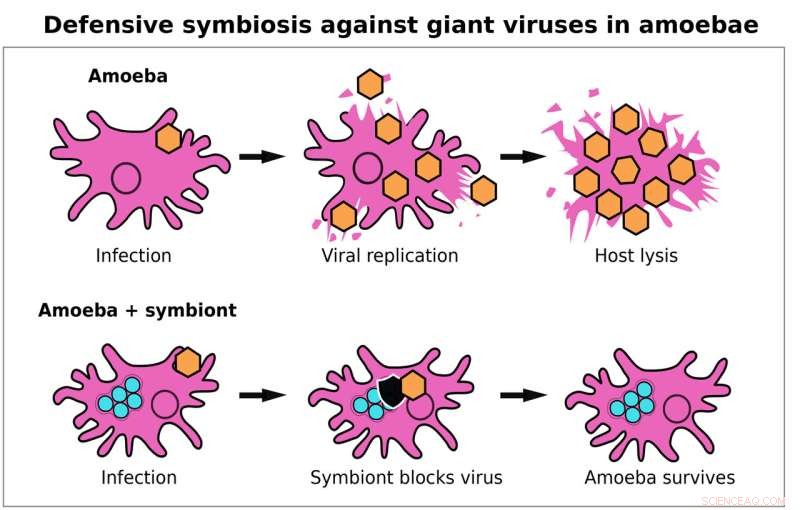 Bacteria Confer Immunity to Amoebae Against Giant Viruses