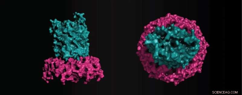 Max Planck Researchers Discover Novel Mechanism for Bacterial Polysaccharide Export