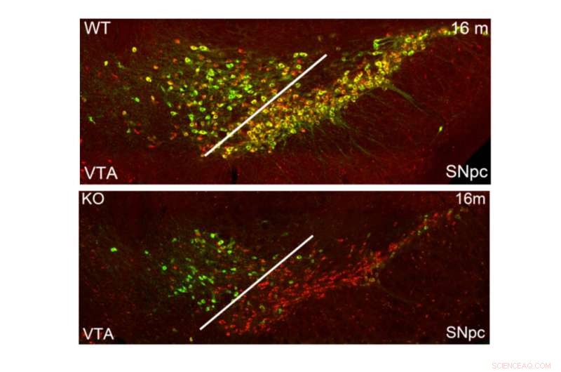 Epigenetic Control Preserves Dopaminergic and Serotonergic Neuron Identity and Function