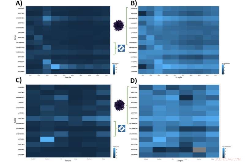 Surprising Gene Persistence Across Marine Evolution