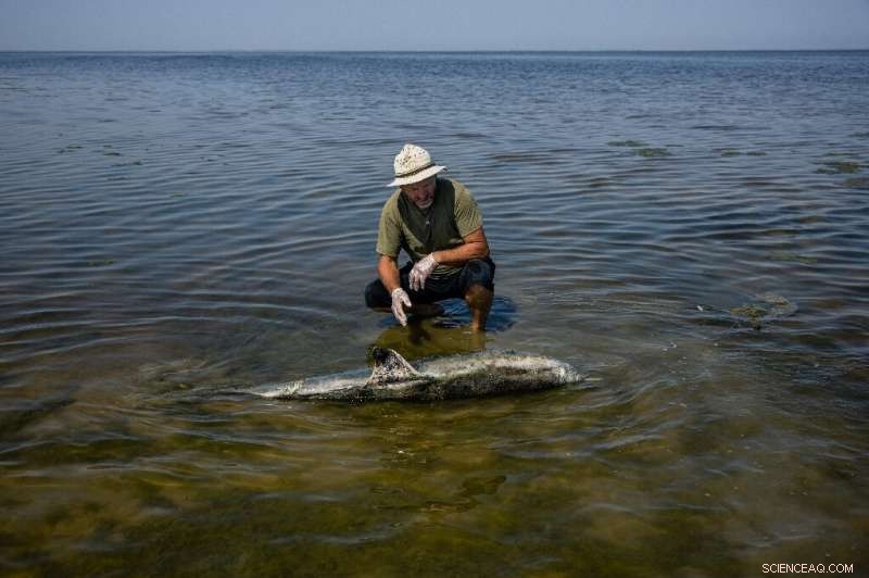 Black Sea Dolphins: War-Related Casualties in Ukraine