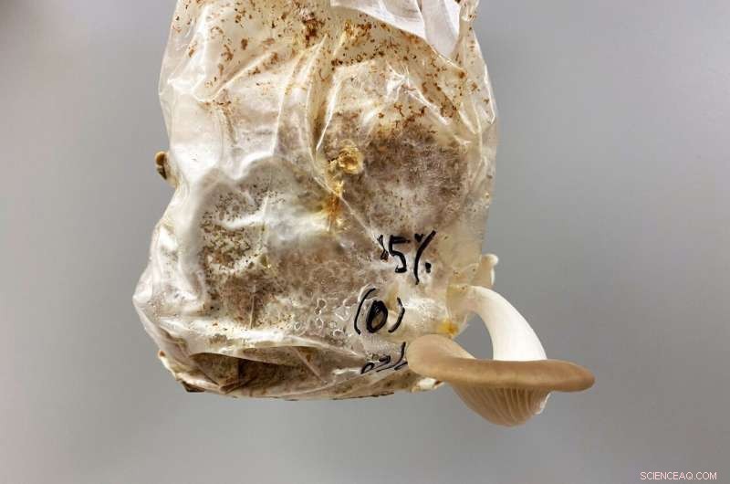 New Oyster Mushroom Variant Mimics Meat Flavor and Texture, Grown Faster on Food Waste