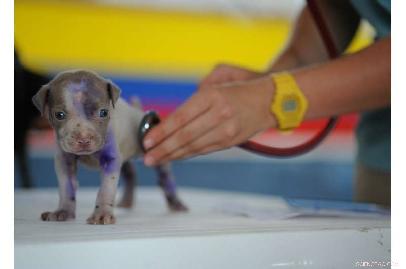 Veterinary Burnout Costs the Industry $2 Billion Annually – A Critical Financial Challenge