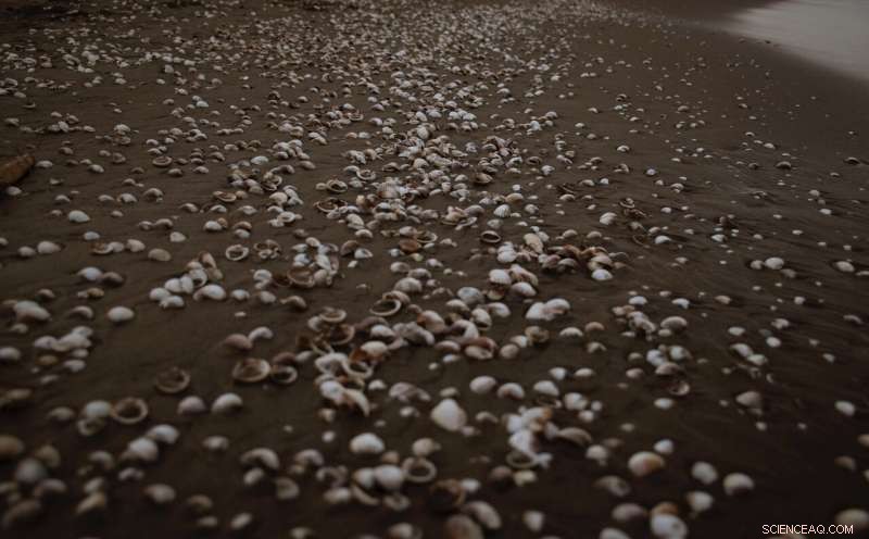 Oyster Shells Fetch Record Prices While Scientists Urge Action to Protect Shellfish Habitats