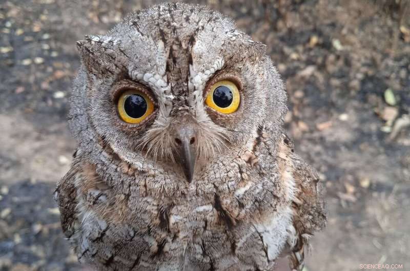 18 Years of Tracking Birds in a Nigerian Forest Reveal Crucial Conservation Insights