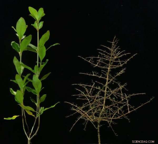 Ice Ages Sparked Evolution of New Zealand s Distinctive Wiry Native Plants