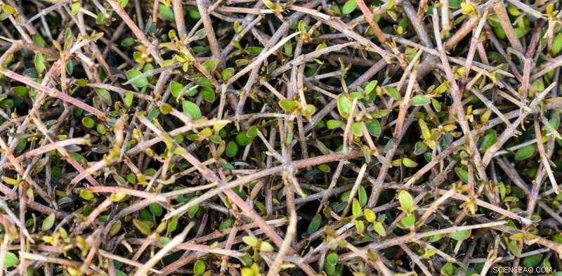 Ice Ages Sparked Evolution of New Zealand s Distinctive Wiry Native Plants