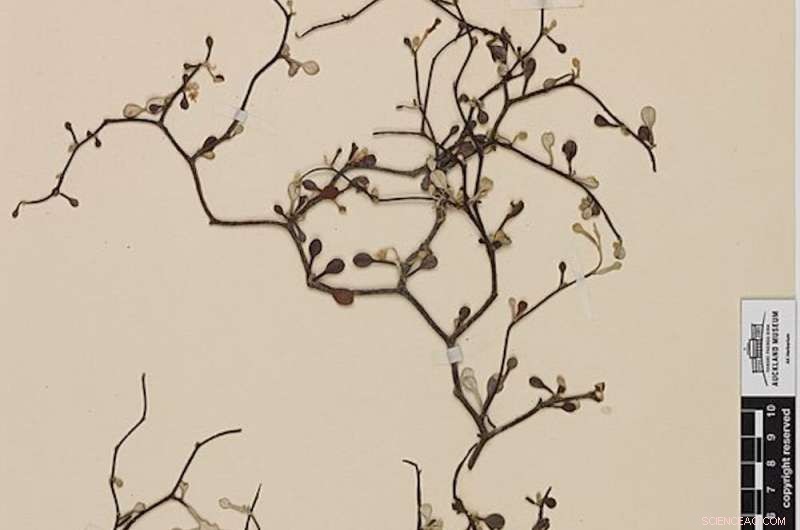 Ice Ages Sparked Evolution of New Zealand s Distinctive Wiry Native Plants